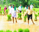 Bantwal: Paddy revolution underway nearby new vented dam at Thumbe